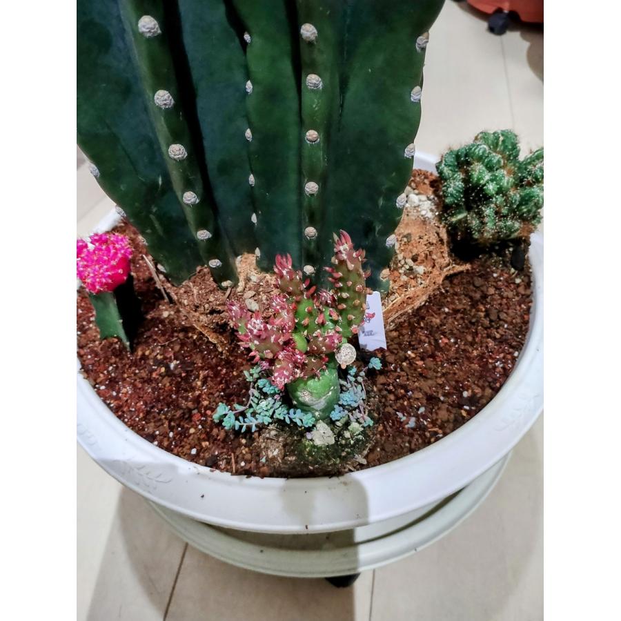 柱サボテン 11号(1225) 寄せ植え オシャレな観葉植物 ドライ 柱サボテン 11号(1225) 寄せ植え オシャレな観葉植物 ドライ