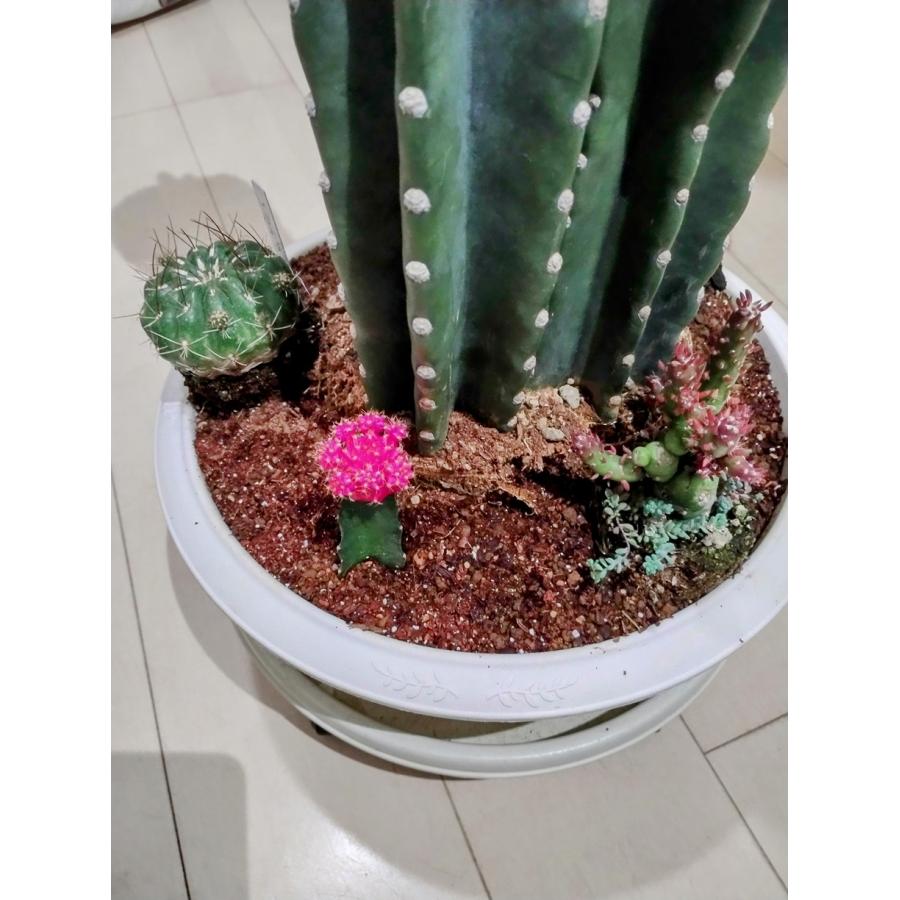 柱サボテン 11号(1225) 寄せ植え オシャレな観葉植物 ドライ 柱サボテン 11号(1225) 寄せ植え オシャレな観葉植物 ドライ