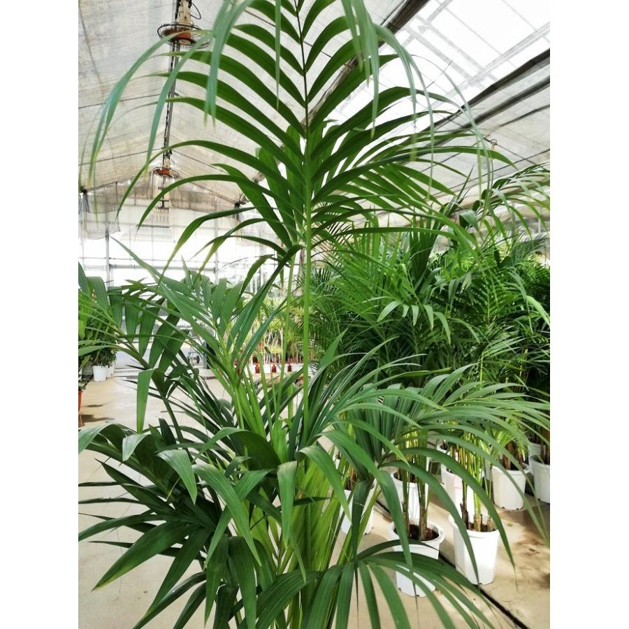 ケンチャヤシ １０号 観葉植物 新築祝い 開店祝い Ken 0011 Kobe Iyaju 通販 Yahoo ショッピング