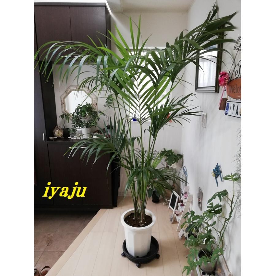 インジビサ １０号 インテリア 観葉植物 新築祝い 開店祝い ギフト ドライガーデン ２０２１年のシンボルツリー 21新入荷