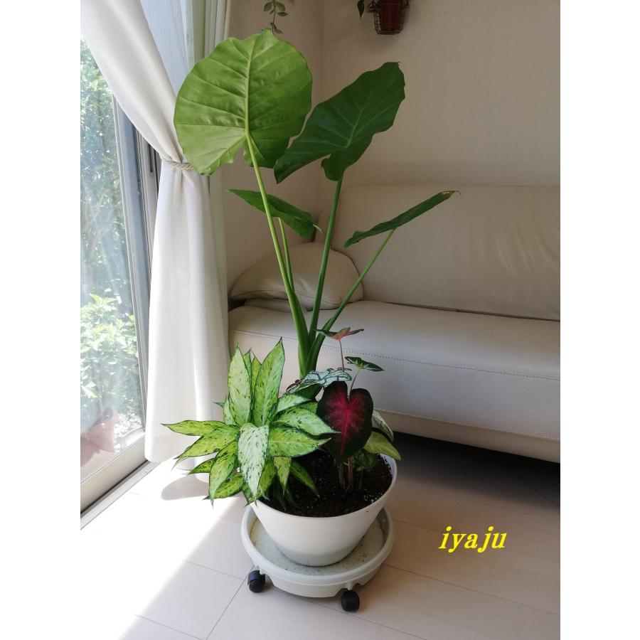 ポイント5倍」クワズイモ 11号(0726) 寄せ植え付き 新築祝い 開店祝い