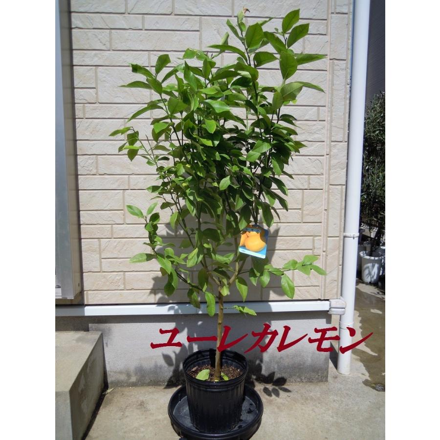 レモンの苗木 7号（0041）ユーレカレモン 実付き : KOBE-IYAJU - 通販