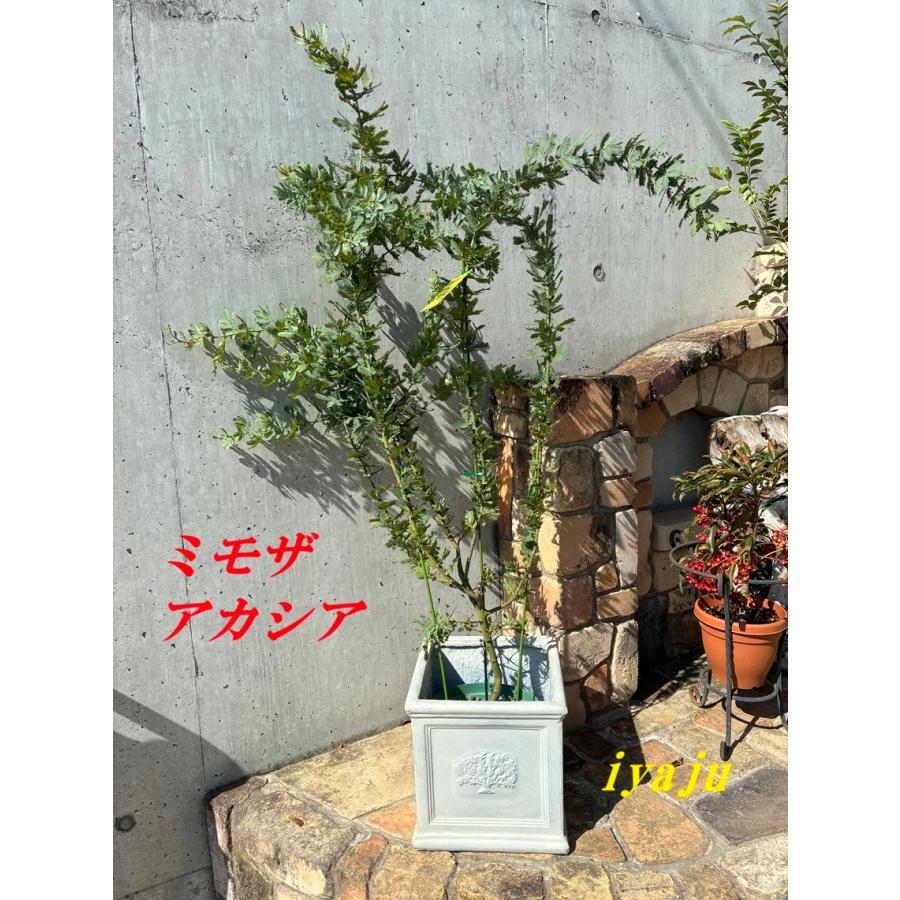◎●簡易保水●◎　ミモザ　パールアカシア　つぼみ(今) ～ 五分 ～ 満開 ミモザ パールアカシア 真珠葉 つぼみ 蕾 フレッシュ 生花 切り枝