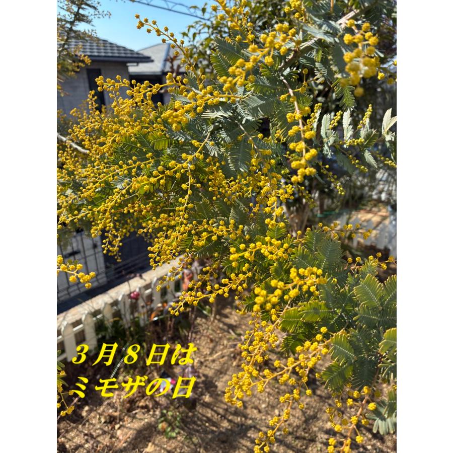 ミモザアカシア 7号（0218） オシャレな観葉植物 新築祝い 開店祝い