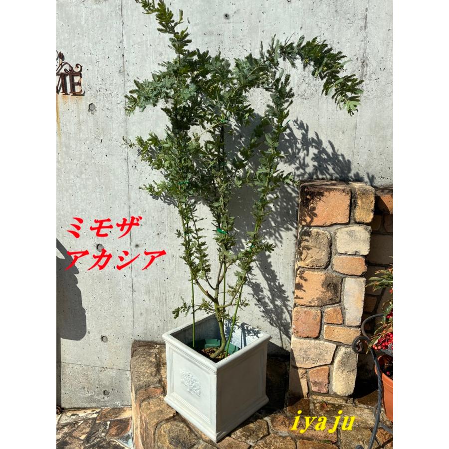 ミモザアカシア 7号（0218） オシャレな観葉植物 新築祝い 開店祝い