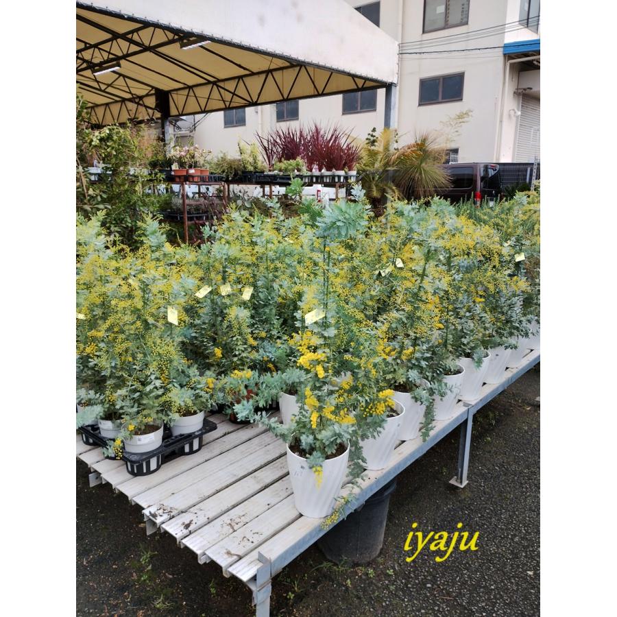 ミモザアカシア 銀葉 4号（0220） オシャレな観葉植物 新築祝い 開店