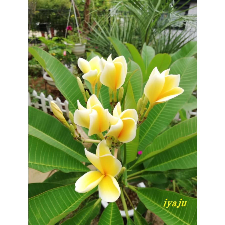 プルメリア 8号（0904） 観葉植物 南国の花 トロピカルガーデン