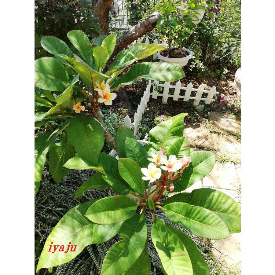 プルメリア 8号（0904） 観葉植物 南国の花 トロピカルガーデン