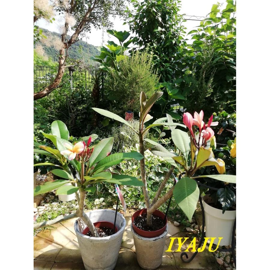プルメリア 5号（0011） 観葉植物 南国の花 トロピカルガーデン