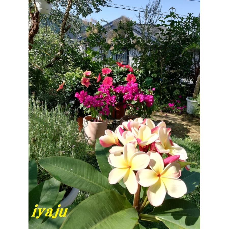 プルメリア 5号（0011） 観葉植物 南国の花 トロピカルガーデン