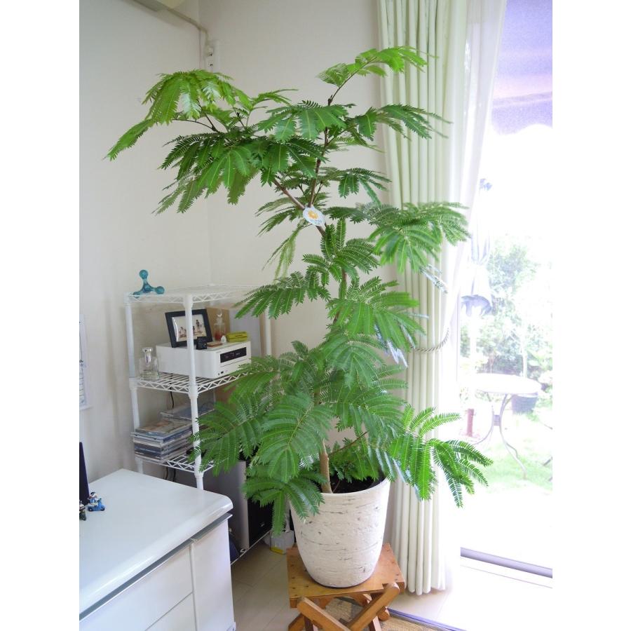 植木鉢　観葉植物　ガーデニング 植木鉢 9号ファイバー入り（0068）ガーデニング インテリア 観葉植物用