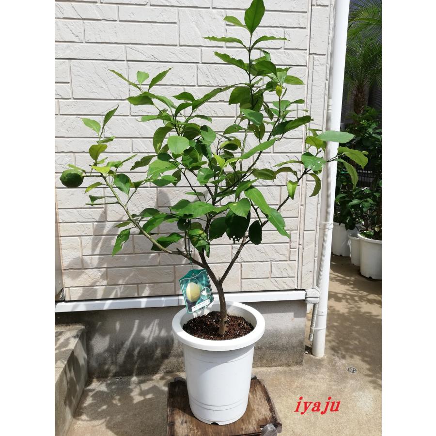 レモン 8号（0909）リスボンレモンの苗木 観葉植物 ギフト プレゼント