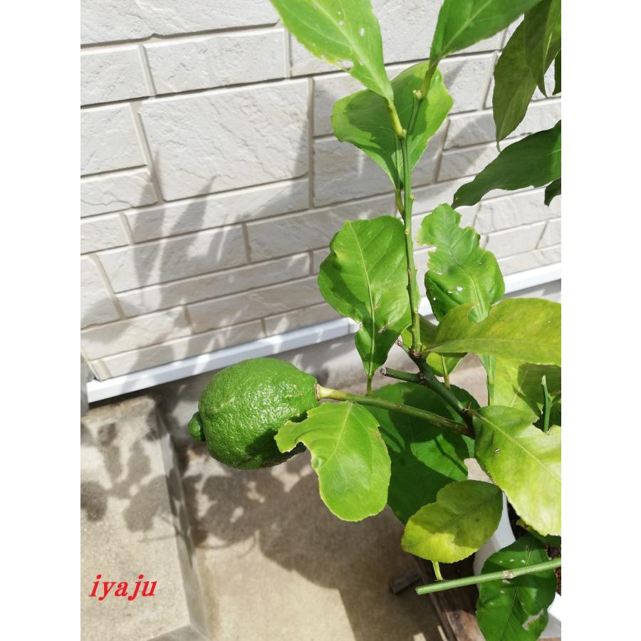 レモン　8号（0909）リスボンレモンの苗木　観葉植物　ギフト　プレゼント｜kobe-iyaju｜03