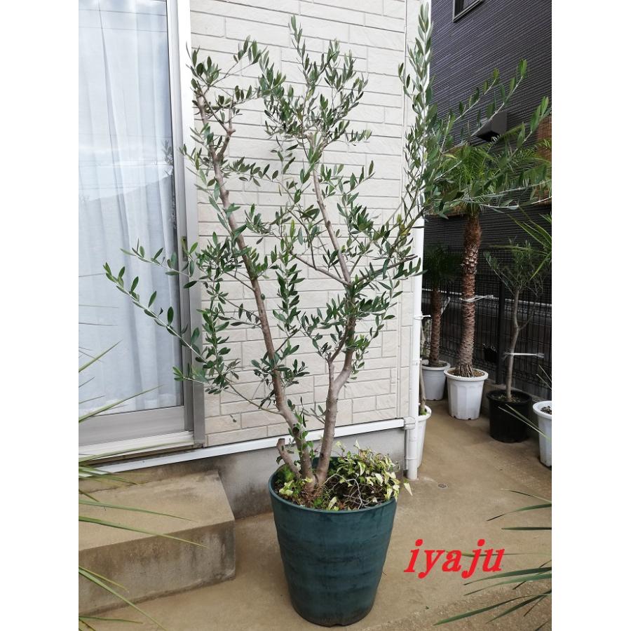 オリーブの鉢植え 14号 小豆島産 ルッカ（0088） 現品 新築祝い 開店