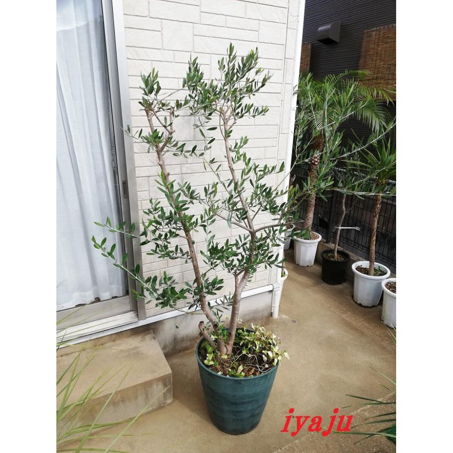 オリーブの木 ルッカ 8号 約145cm NO.679 人気品種 現品掲載 オリーブの