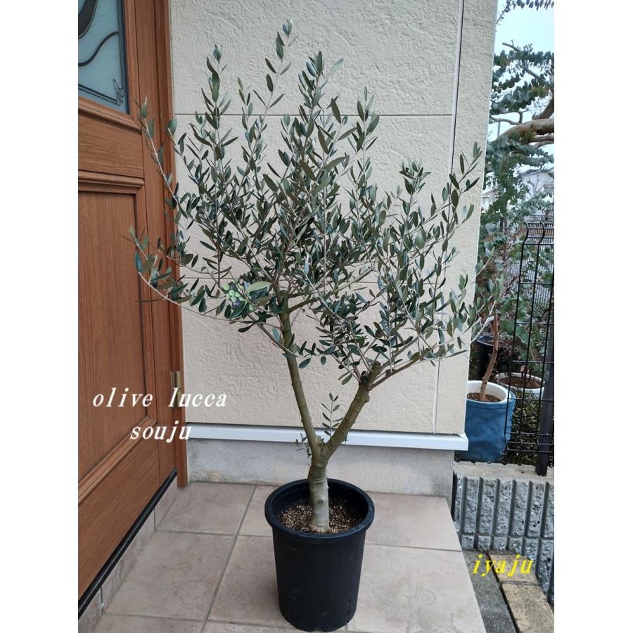 オリーブの鉢植え 8号 創樹ブランド (0203) 新築祝い 開店祝い ギフト