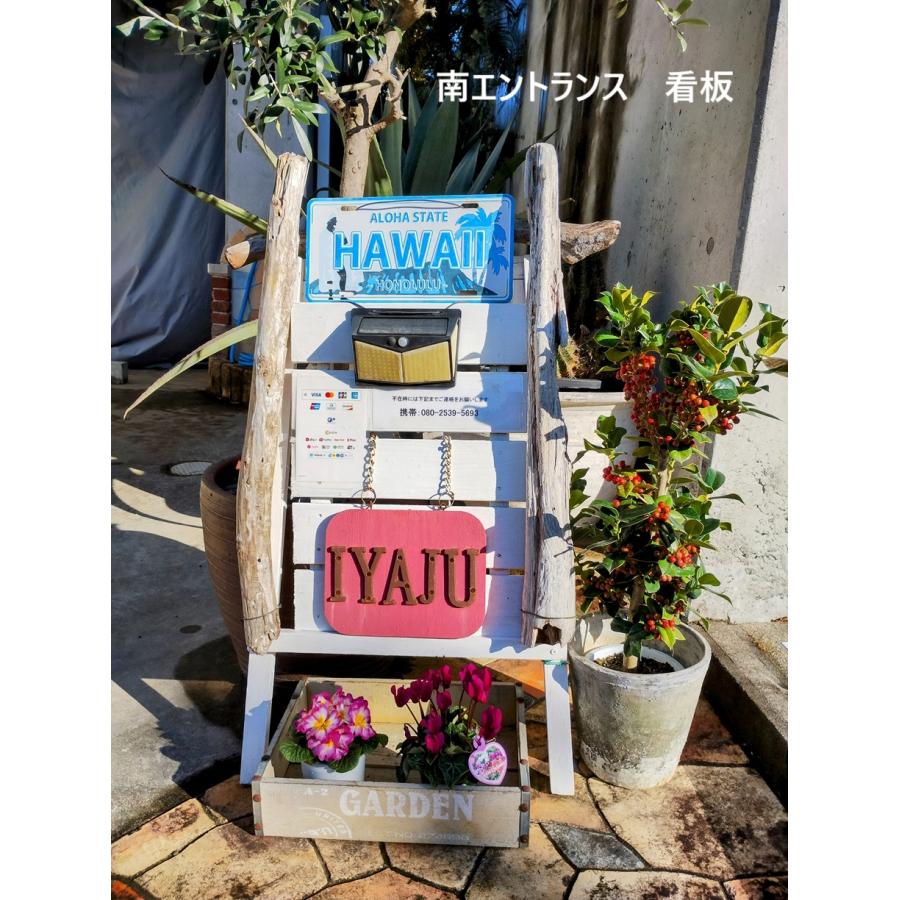 創樹 オリーブ ピクアル 8号 現品 シンボルツリー SOUJU 良樹形 楽天市場】観葉植物 SOUJU（創樹）ブランド：オリーブの木 ピクアル*6