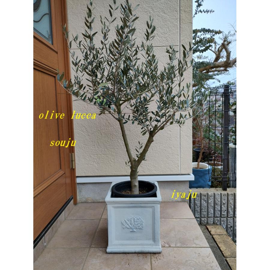 オリーブの鉢植え 8号 創樹ブランド (0203) 新築祝い 開店祝い ギフト