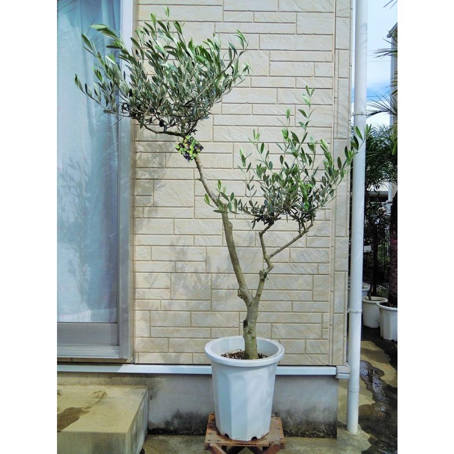 オリーブ 鉢植え 10号(546:ルッカ)創樹ブランド シンボル オリーブ 鉢植え 10号(546:ルッカ)創樹ブランド シンボル