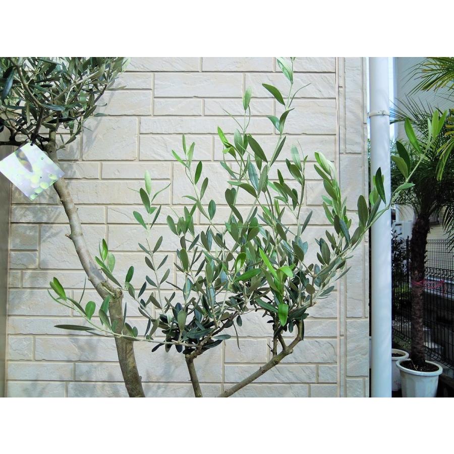 オリーブ 鉢植え 10号(546:ルッカ)創樹ブランド シンボル オリーブ 鉢植え 10号(546:ルッカ)創樹ブランド シンボル