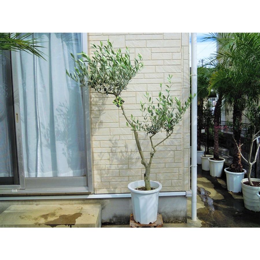 オリーブ 鉢植え 10号(546:ルッカ)創樹ブランド シンボル オリーブ 鉢植え 10号(546:ルッカ)創樹ブランド シンボル