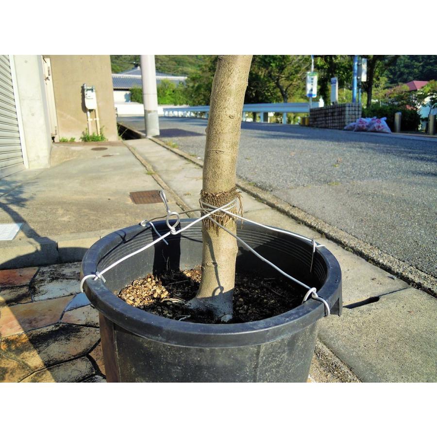 オリーブの鉢植え 12号（502:ルッカ）大型 創樹ブランド シンボル