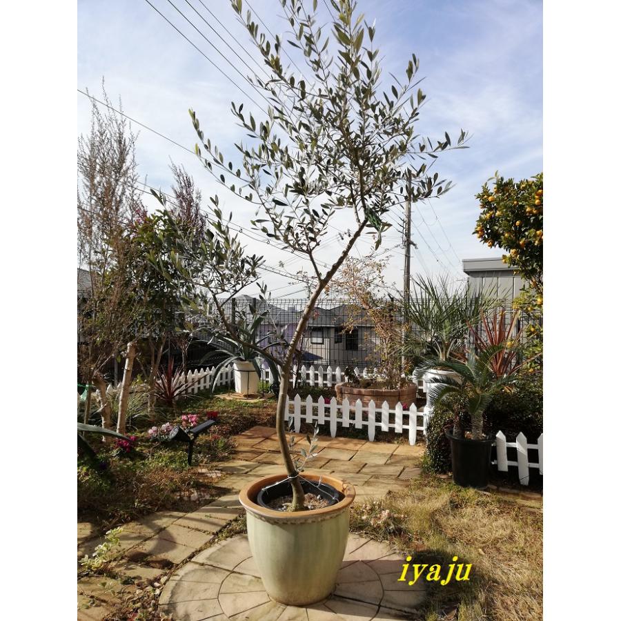 オリーブの鉢植え ９号 創樹 510ルッカ 鉢付き 現品 新築祝い 開店祝い ギフト シンボルツリー Sol 0510 Kobe Iyaju 通販 Yahoo ショッピング