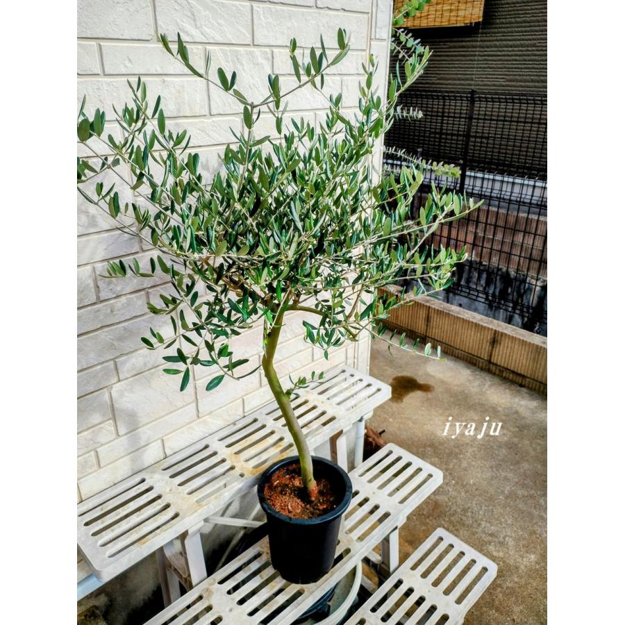 オリーブの鉢植え 6号 創樹ブランド ルッカ(1225) 現品 新築祝い 開店