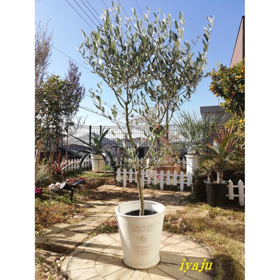 オリーブの鉢植え 8号(0551) ミッションorネバディロブランコ他 オリーブの鉢植え 8号(0551) ミッションorネバディロブランコ他