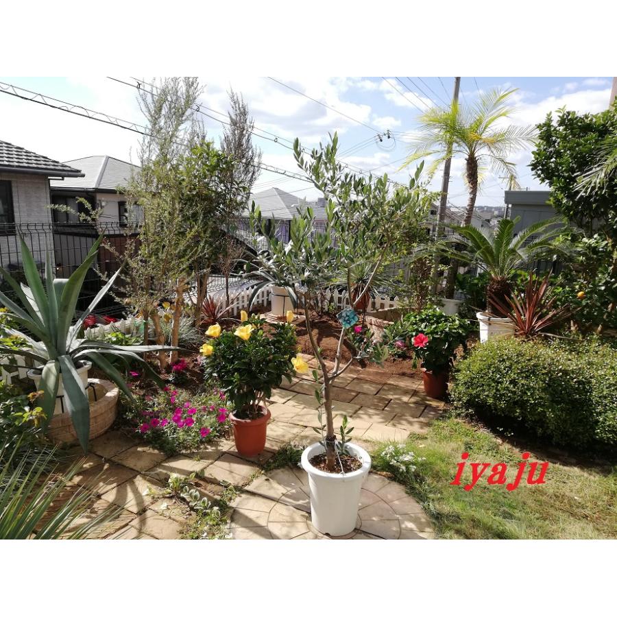 オリーブの鉢植え 8号(0551) ミッションorネバディロブランコ他 オリーブの鉢植え 8号(0551) ミッションorネバディロブランコ他