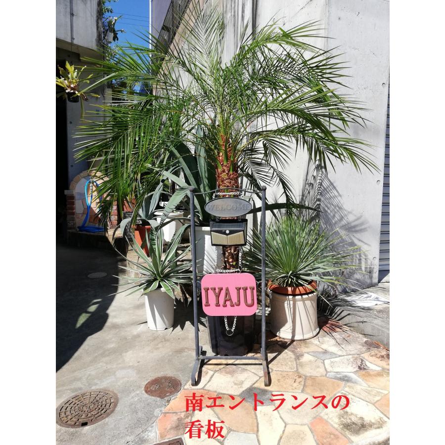 オリーブの鉢植え 8号(0551) ミッションorネバディロブランコ他 オリーブの鉢植え 8号(0551) ミッションorネバディロブランコ他