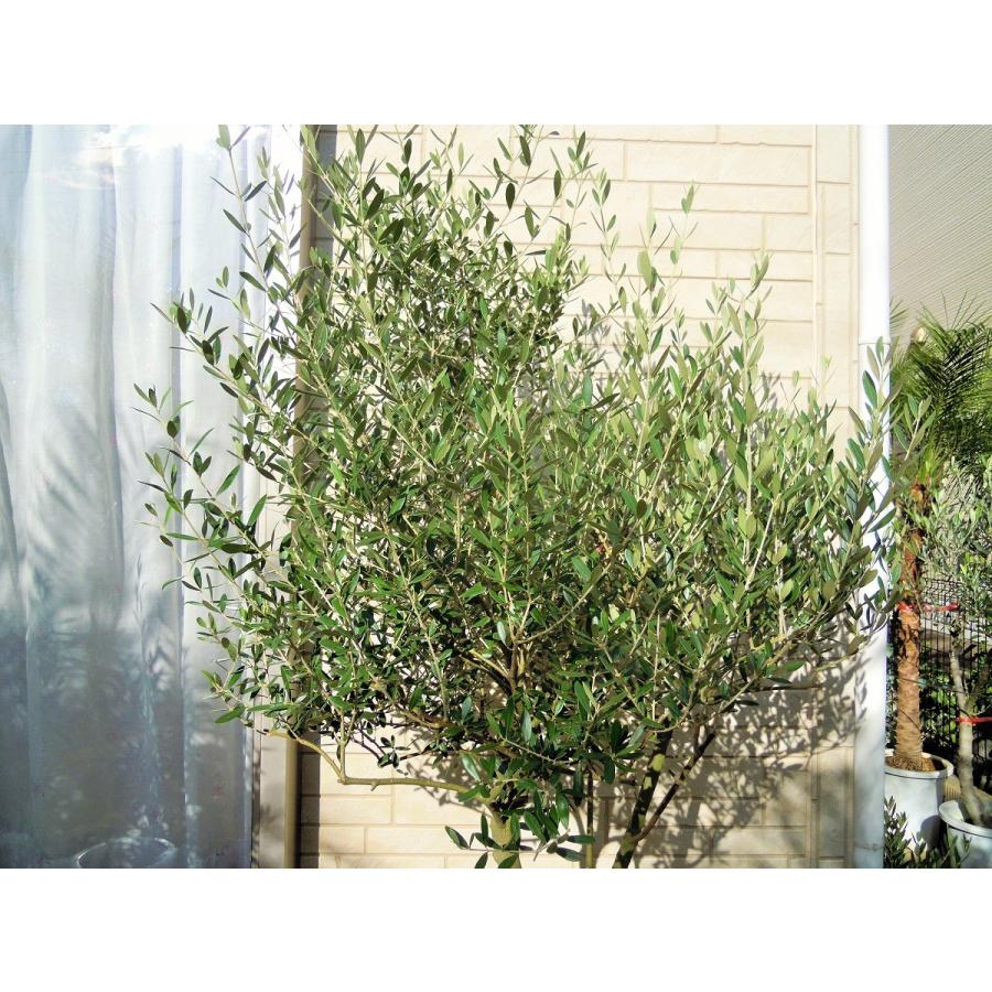 オリーブ 鉢植え 10号(560)2品種植え ネバディロブランコ オリーブ 鉢植え 10号(560)2品種植え ネバディロブランコ