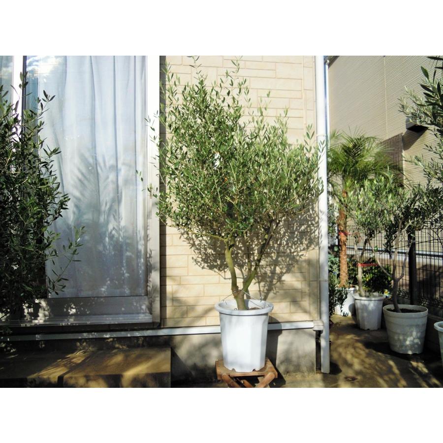 オリーブ 鉢植え 10号(560)2品種植え ネバディロブランコ オリーブ 鉢植え 10号(560)2品種植え ネバディロブランコ