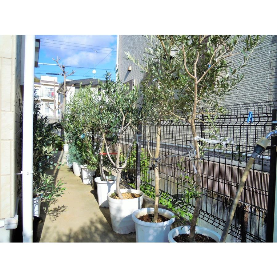 オリーブ 鉢植え 10号(560)2品種植え ネバディロブランコ オリーブ 鉢植え 10号(560)2品種植え ネバディロブランコ