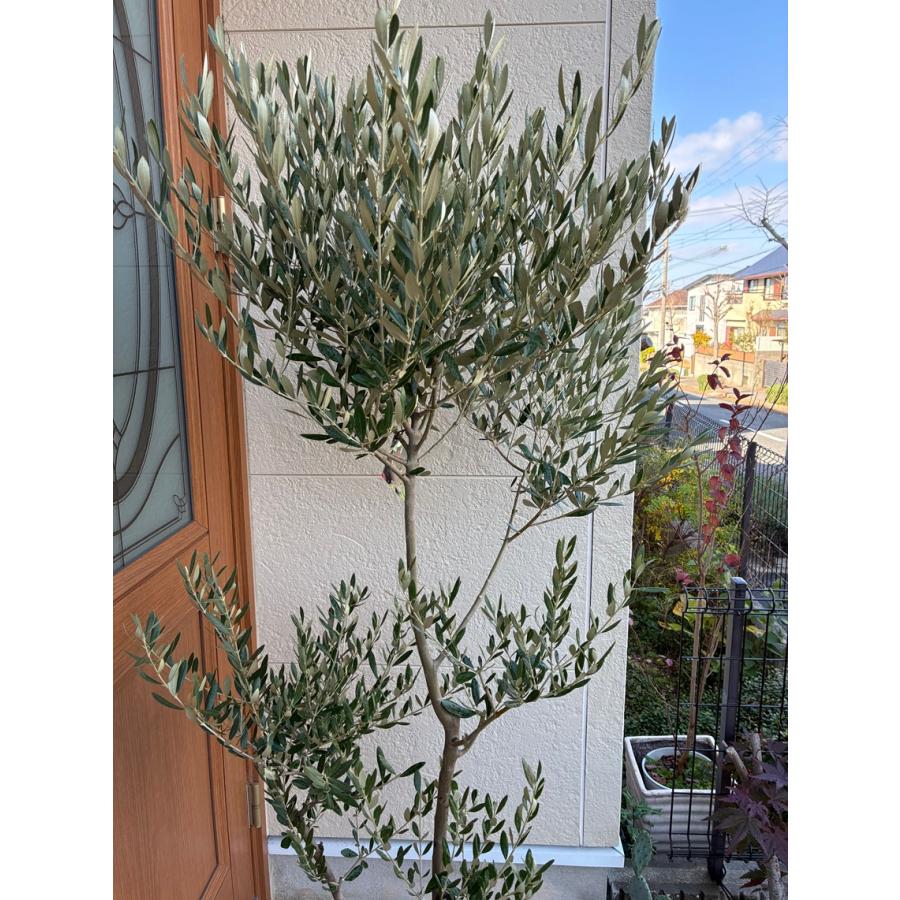 【2024年3月末まで】オリーブ2本(結実します)+植木鉢  5000円 観葉植物 オリーブの木 5号 ライク ラウンド ブラック 付き | 観葉植物