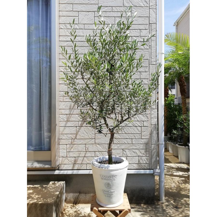 オリーブ 鉢植え 9号(562:ネバディロブランコ)創樹ブランド オリーブ 鉢植え 9号(562:ネバディロブランコ)創樹ブランド
