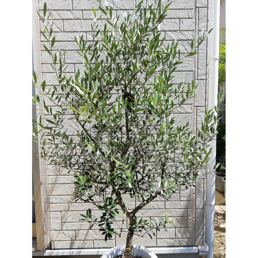 オリーブ 鉢植え 9号(562:ネバディロブランコ)創樹ブランド オリーブ 鉢植え 9号(562:ネバディロブランコ)創樹ブランド