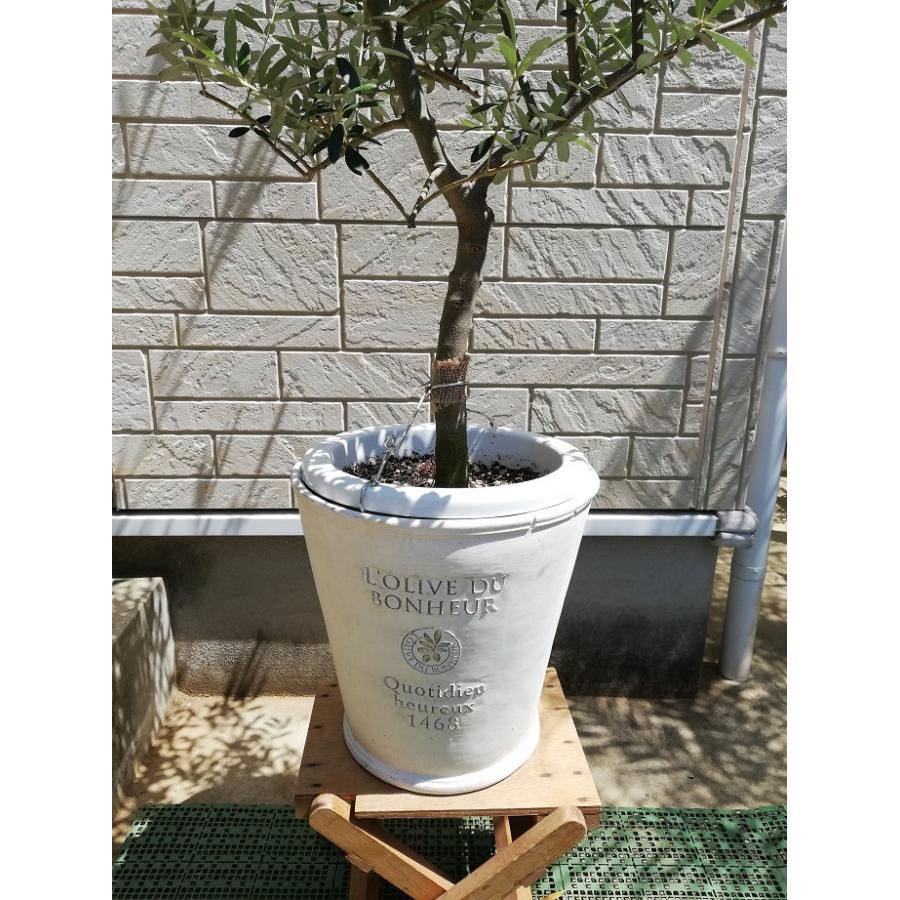 オリーブ 鉢植え 9号(562:ネバディロブランコ)創樹ブランド オリーブ 鉢植え 9号(562:ネバディロブランコ)創樹ブランド