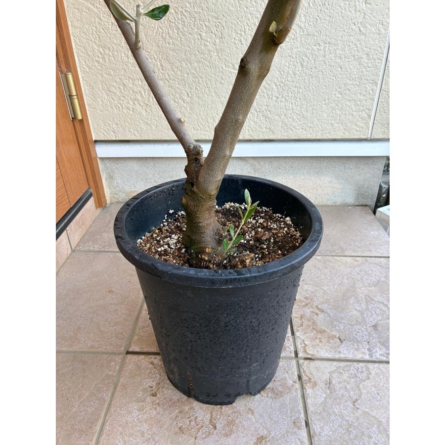 オリーブ 鉢植え 9号 創樹ブランド オシャレな観葉植物 ヨーロピアン