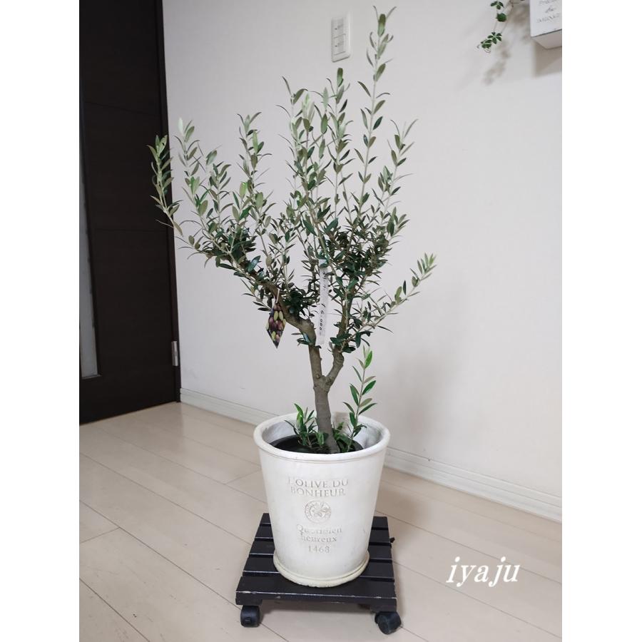 オリーブおしゃれ鉢入り　
オマケ付き　 Amazon｜おしゃれ 観葉植物：オリーブの木鉢植え*受皿付 バークチップ
