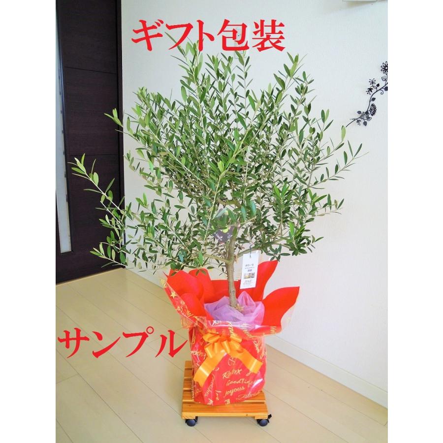 オリーブ 鉢植え 6号（1125） 観葉植物 小型 シンボルツリー 新築祝い