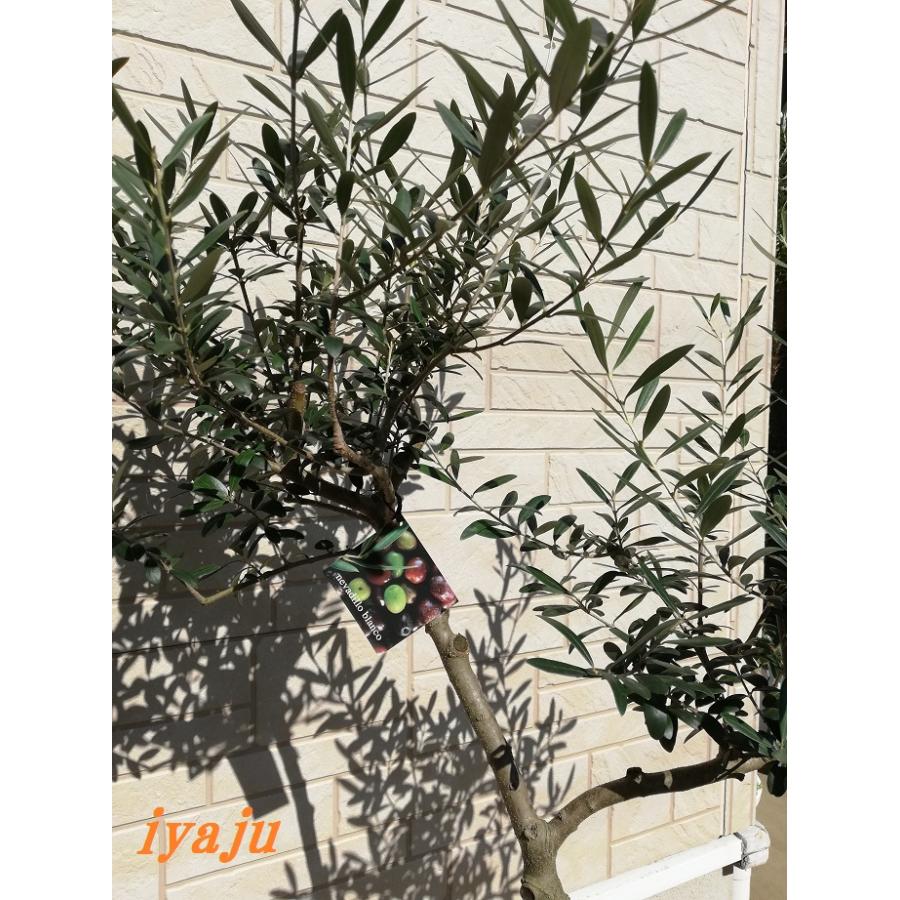 オリーブ 鉢植え ７号 541 ネバディロブランコ 観葉植物 創樹ブランド 中型 シンボルツリー 新築祝い 開店祝い インテリア 現品 耐寒性植物 Sonch 0473 Kobe Iyaju 通販 Yahoo ショッピング