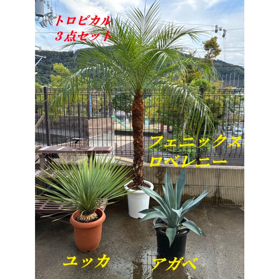 ココスヤシ ロストラータ アガベ 3 ココスヤシ Butia capitata No.3