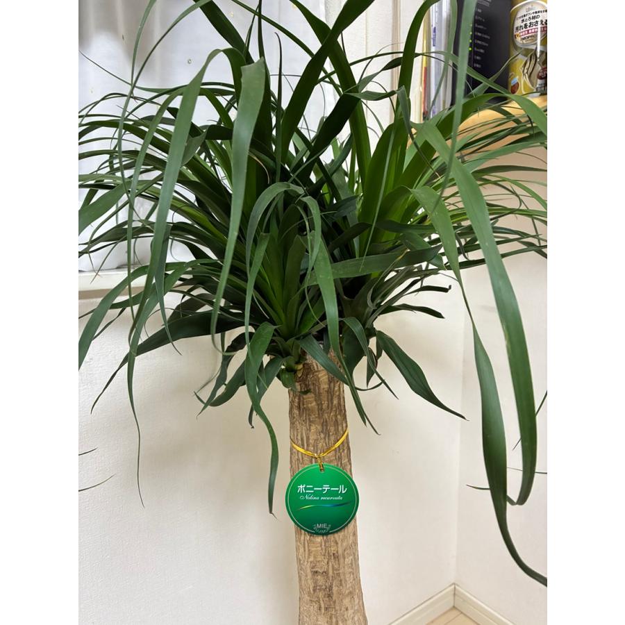 トックリラン ポニーテール 9号 耐寒性植物 オシャレな観葉植物