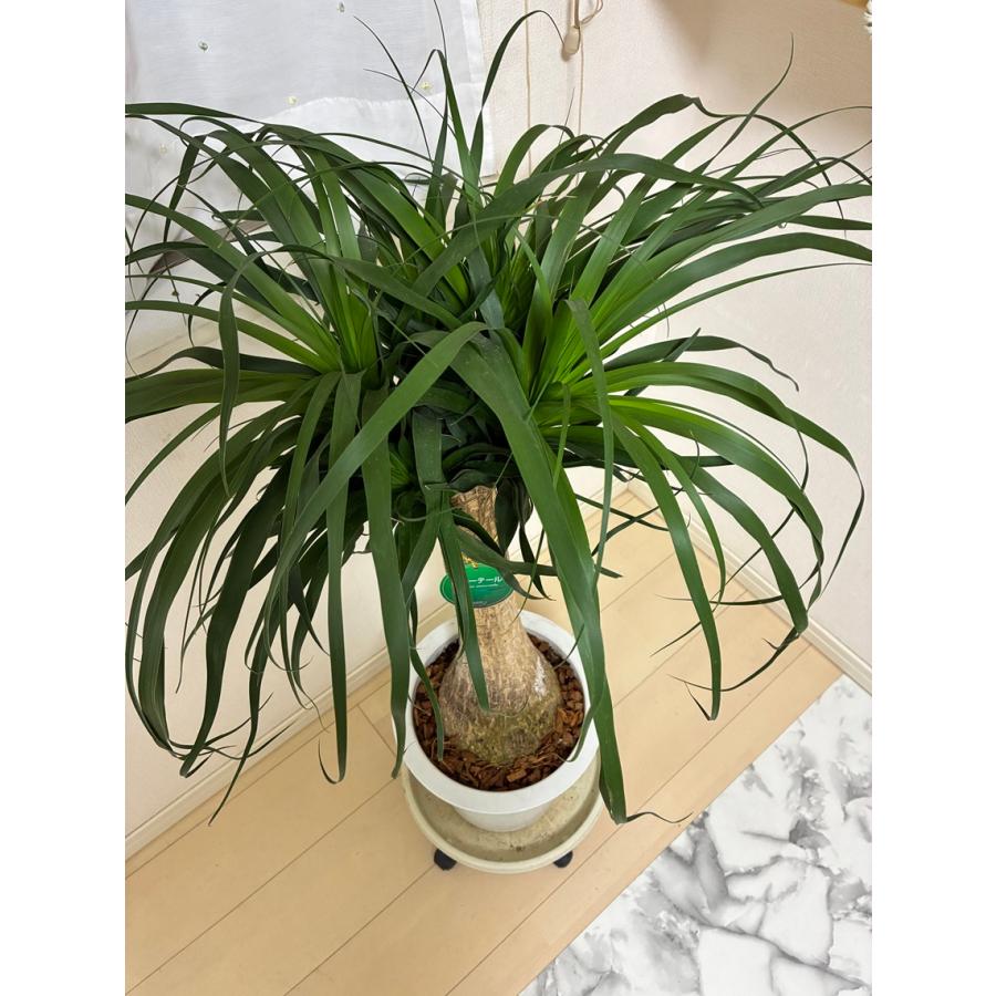 トックリラン ポニーテール 9号 耐寒性植物 オシャレな観葉植物