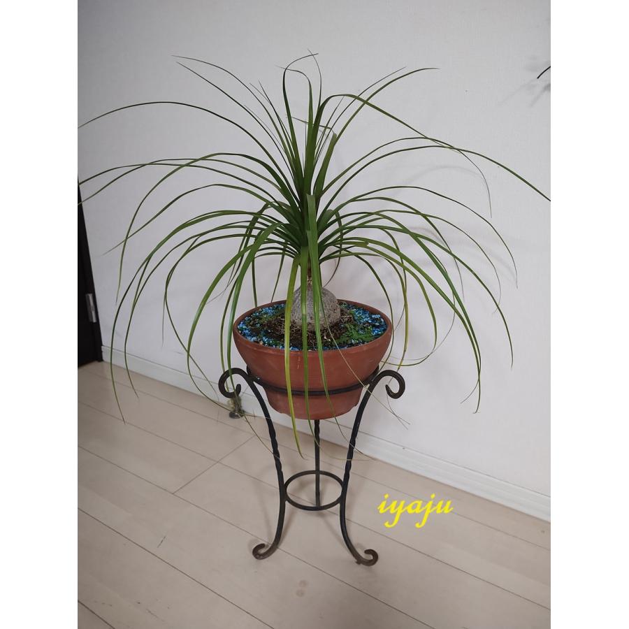 トックリラン 6号 耐寒性植物 オシャレな観葉植物 ドライガーデン