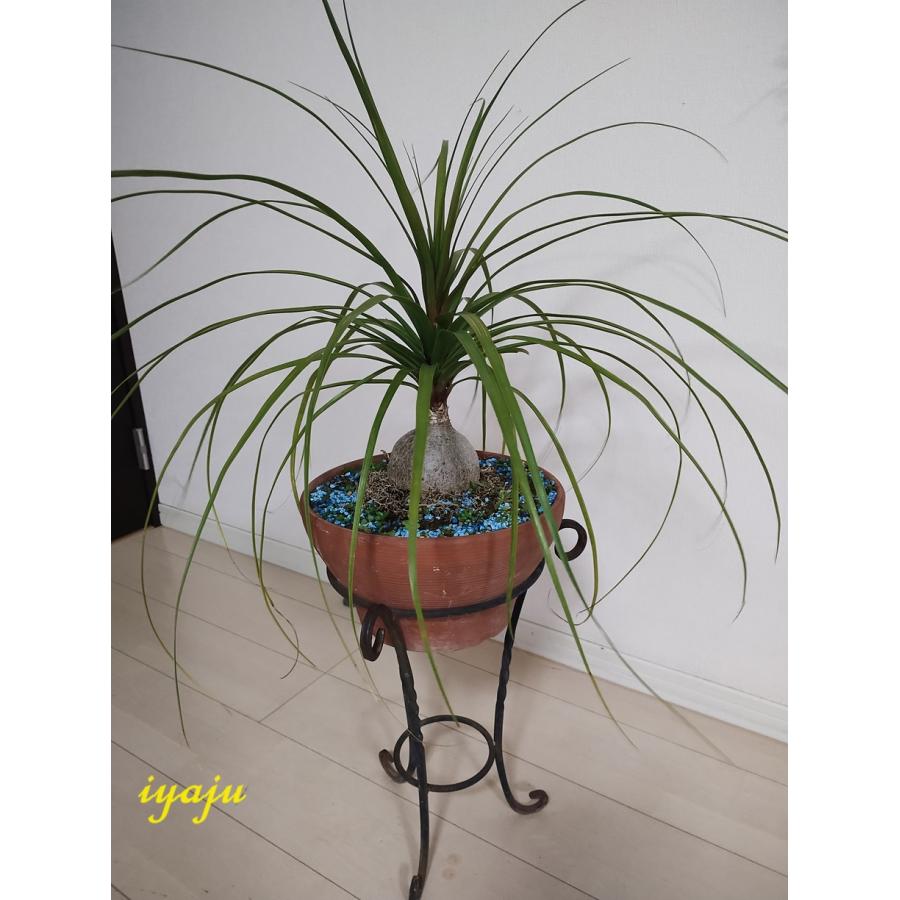 トックリラン 6号 耐寒性植物 オシャレな観葉植物 ドライガーデン
