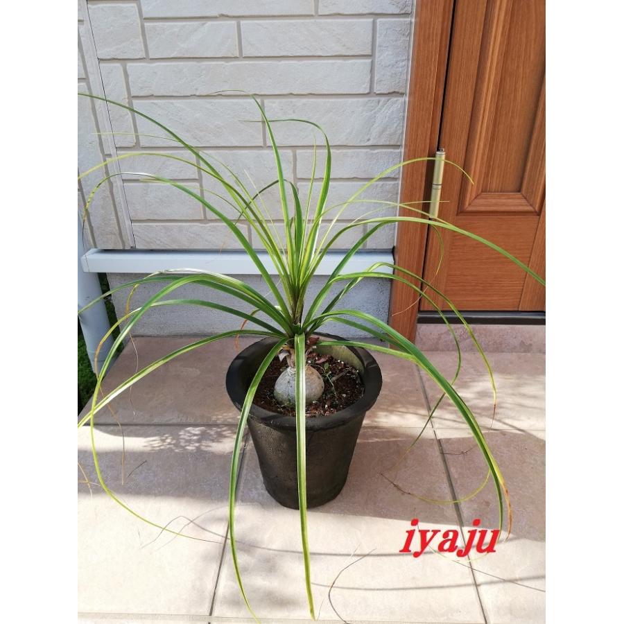 トックリラン 6号 耐寒性植物 オシャレな観葉植物 ドライガーデン