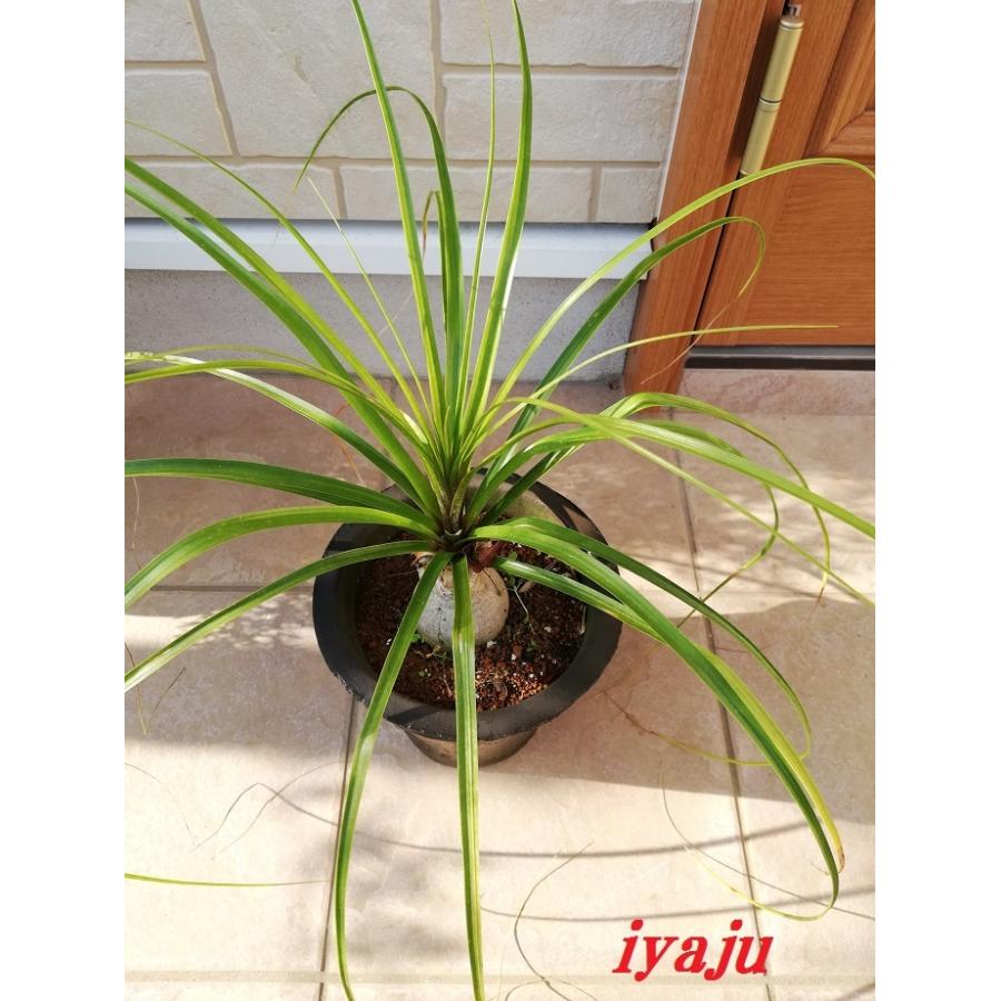 トックリラン 6号 耐寒性植物 オシャレな観葉植物 ドライガーデン