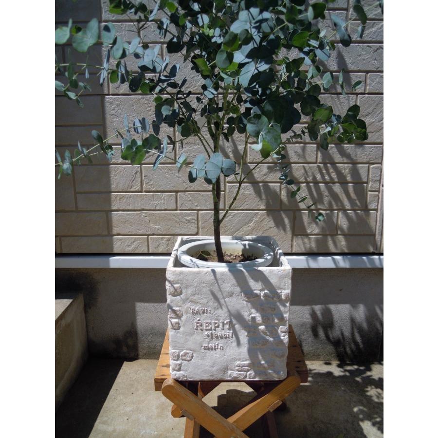 ユーカリ アーニゲラ ７号ロング 観葉植物 0110 新築祝い 開店祝い シンボルツリー Uach 0094 Kobe Iyaju 通販 Yahoo ショッピング